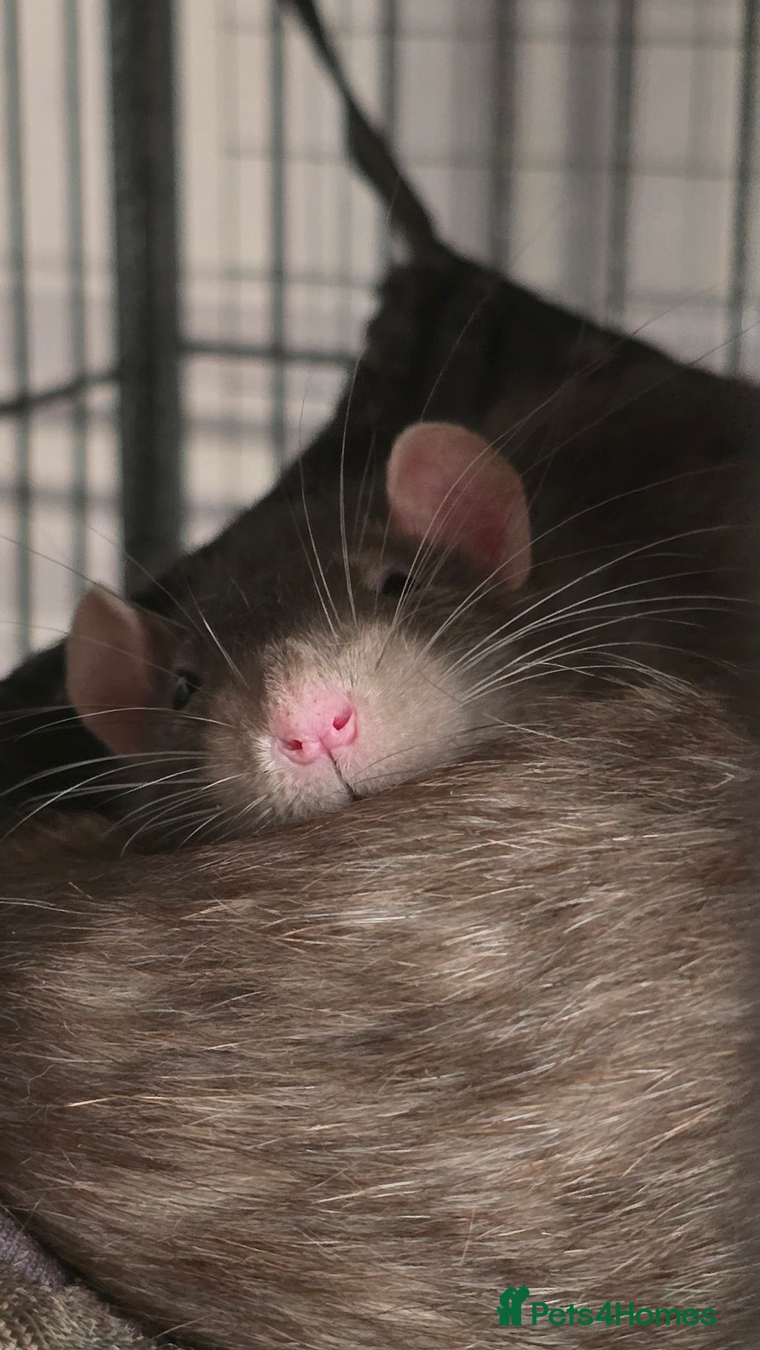 Rat rodents for sale: 4 male rats rehome ( can go with cage) - Image 3