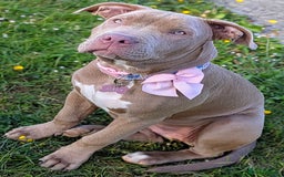 American Bully dogs for sale: American Bully 4 Months Old A Sweetheart  in Stonehouse - Image 2