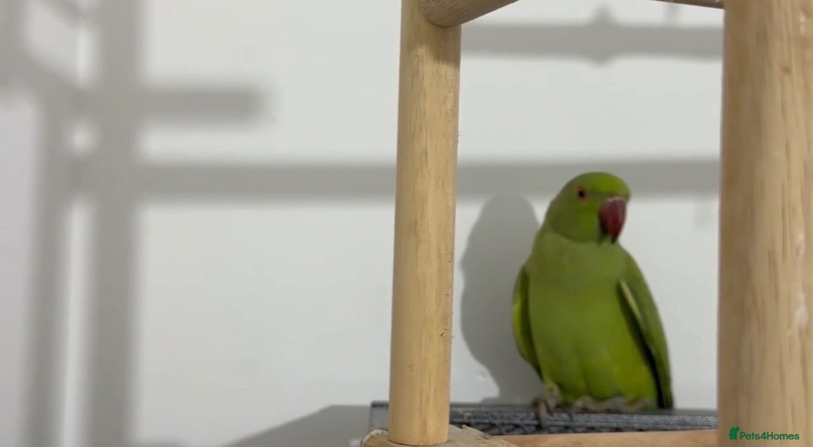 Ringnecks birds Young Talking Green Ringneck 5-6 Months Old - Advert 2