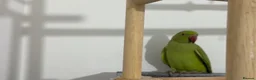 Ringnecks birds for sale: Young Talking Green Ringneck 5-6 Months Old - Advert 2