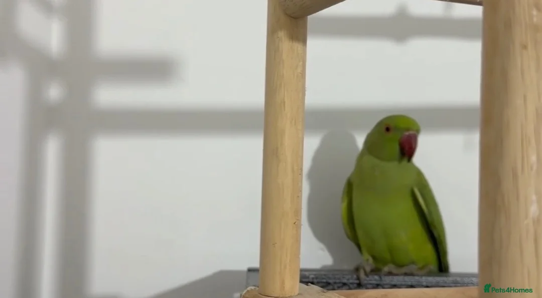 Ringnecks birds for sale: Young Talking Green Ringneck 5-6 Months Old - Advert 2