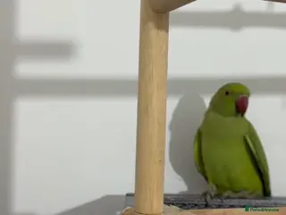 Ringnecks birds Young Talking Green Ringneck 5-6 Months Old - Advert 2