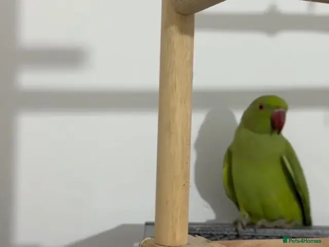 Ringnecks birds Young Talking Green Ringneck 5-6 Months Old - Advert 2
