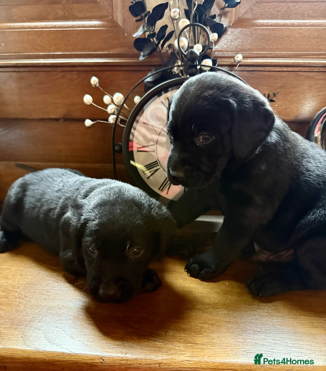 Labrador Retriever dogs for sale: KC Labrador puppies  - Advert 6