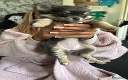 Chihuahua dogs for sale: NOW SOLD KCreg Longhair chiChamp/russian Line in Stevenston - Image 4