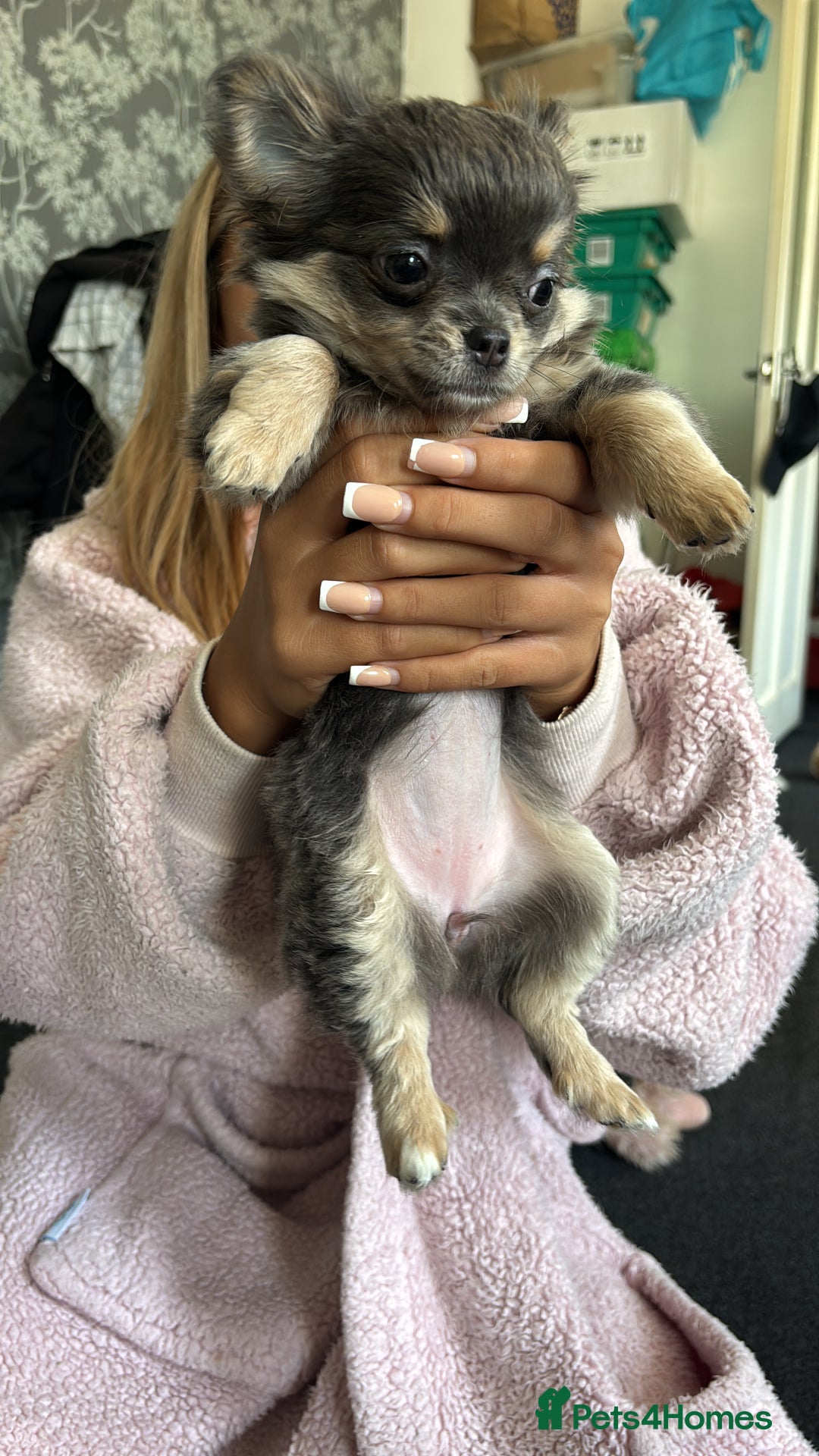 Chihuahua dogs for sale: NOW SOLD KCreg Longhair chiChamp/russian Line in Stevenston - Image 4