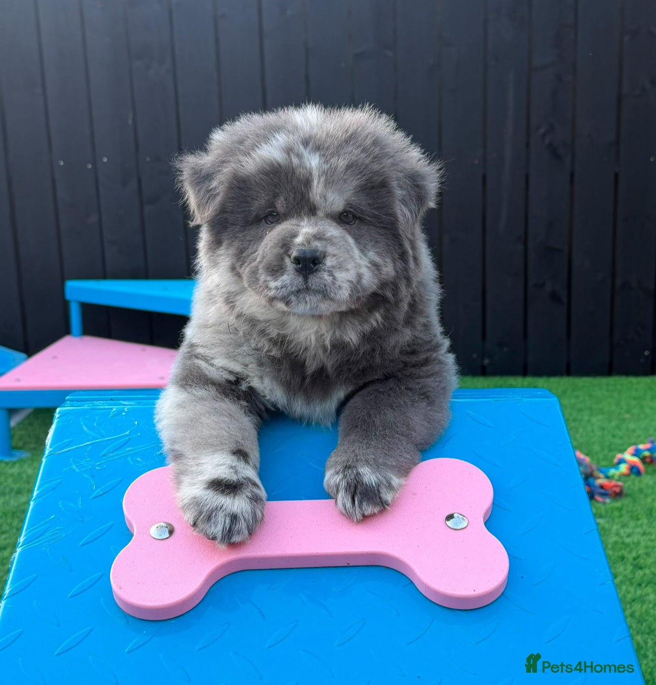 Chow Chow dogs Stunning Exotic colour chowski puppies for sale - Advert 2