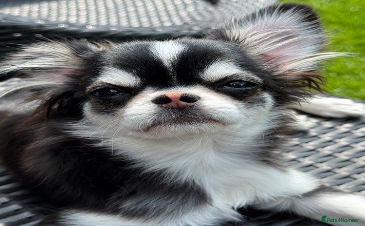 Chihuahua dogs - Advert 9