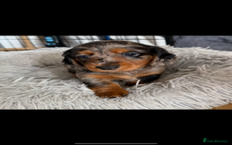 Miniature Dachshund dogs for sale: Longhaired miniature dachshund’s  - Image 3