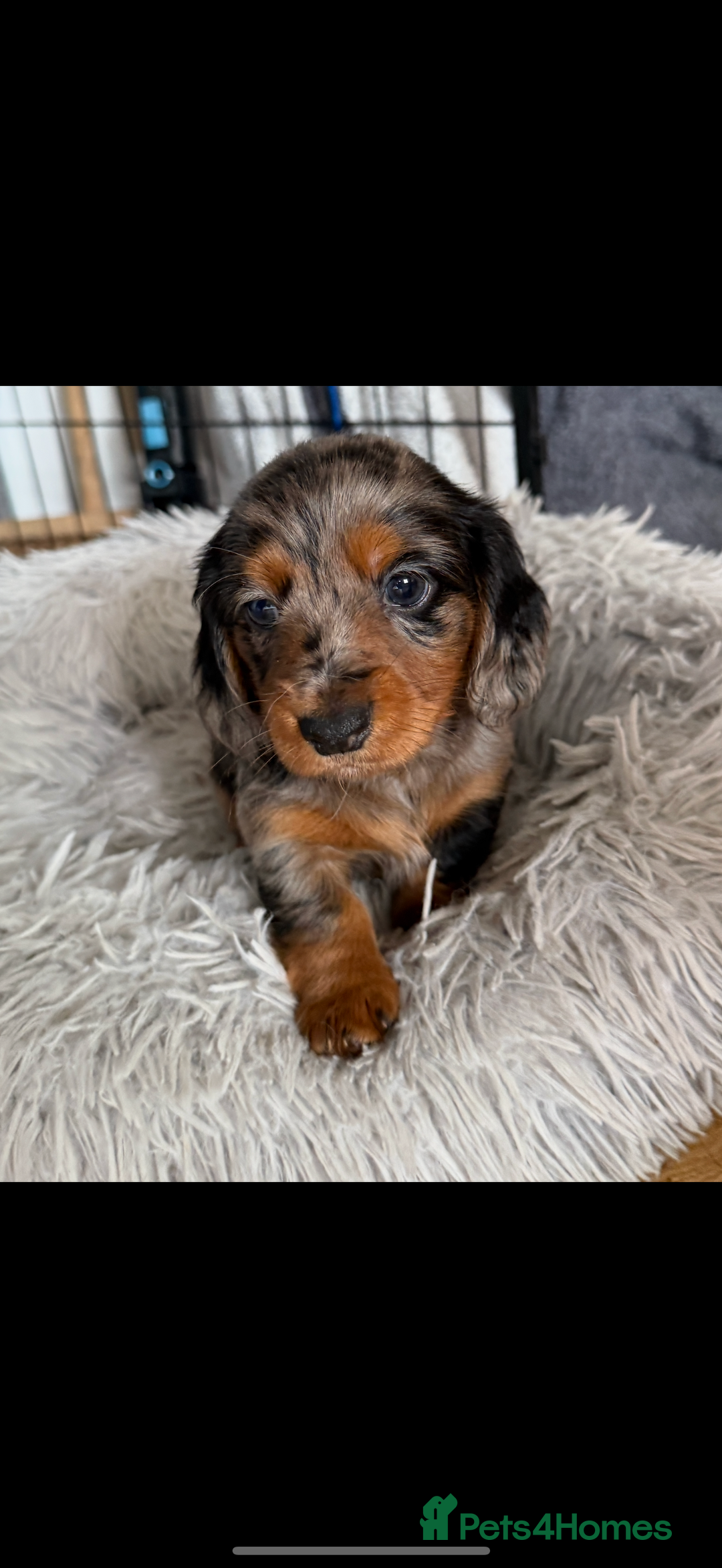 Miniature Dachshund dogs for sale: Longhaired miniature dachshund’s  - Image 3