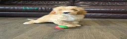 Cavapoo dogs for sale: 5 Adorable F1B Cavapoo puppies for sale 🐾🩷  - Advert 10