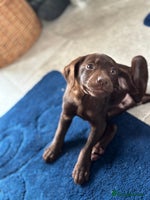 Labrador Retriever dogs LAST chocolate girl looking for a new home !! - Advert 2