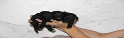 Miniature Poodle dogs for sale: Beautiful miniature poodle puppies  - Advert 9