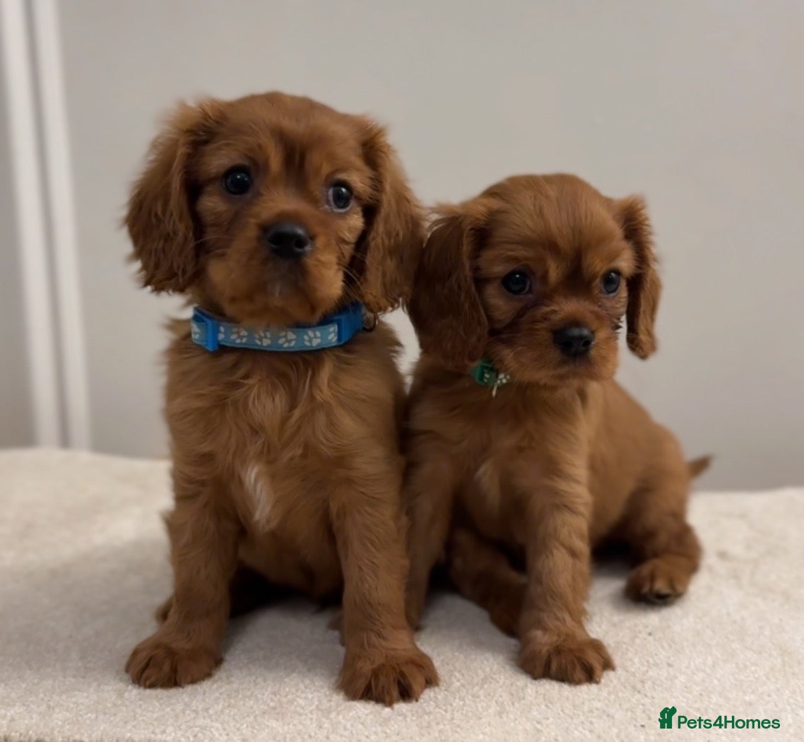 Cavalier King Charles Spaniel dogs for sale: KC Registered Cavalier King Charles Spaniel Puppys - Advert 1