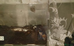 Snails invertebrates for sale: Giant African Snail babies - Image 3
