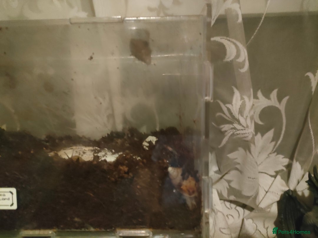 Snails invertebrates for sale: Giant African Snail babies - Image 3
