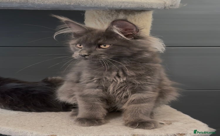 Maine Coon cats - Advert 13