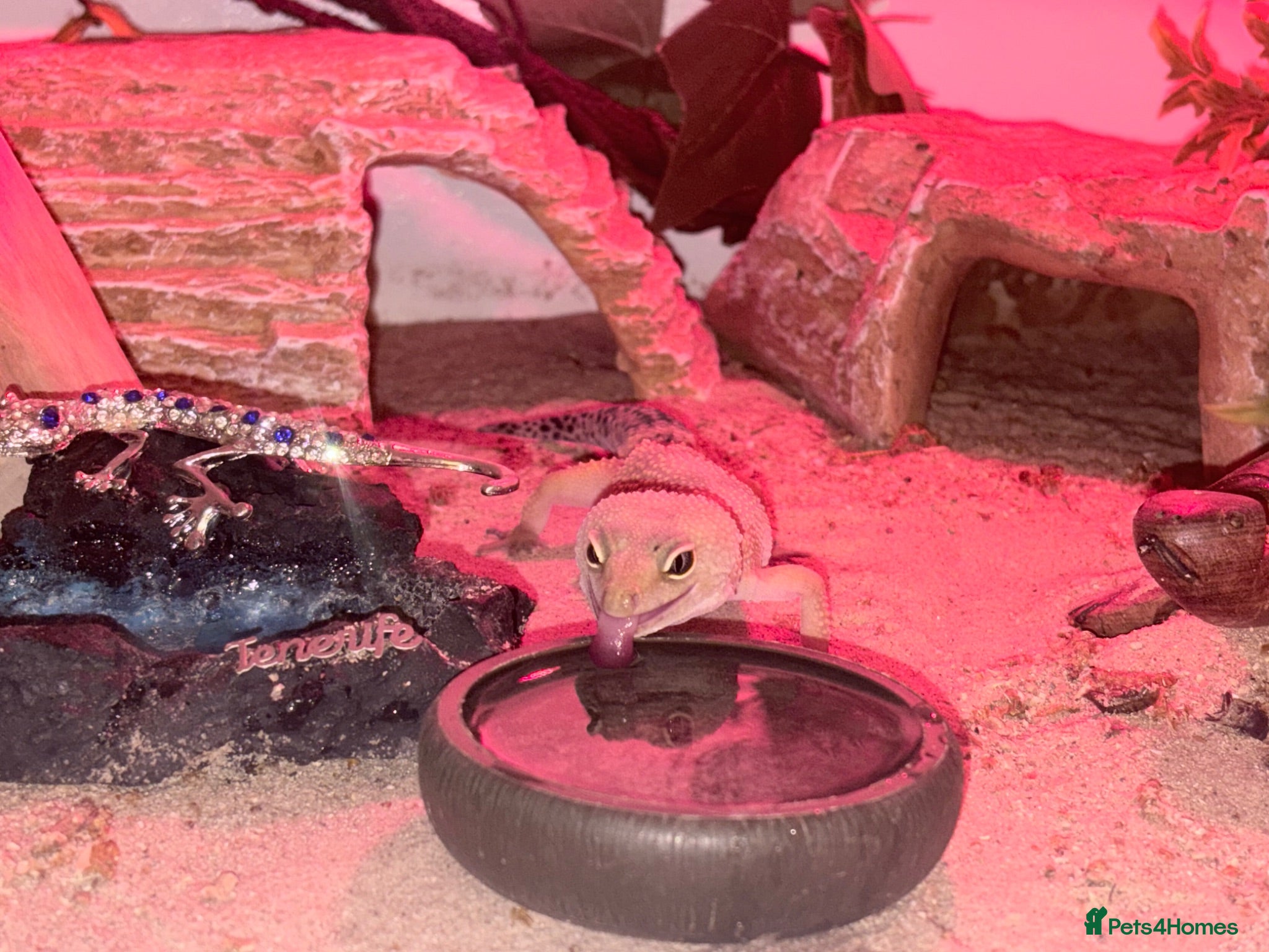 Leopard Gecko reptiles Leopard gecko looking for a new home! - Advert 1