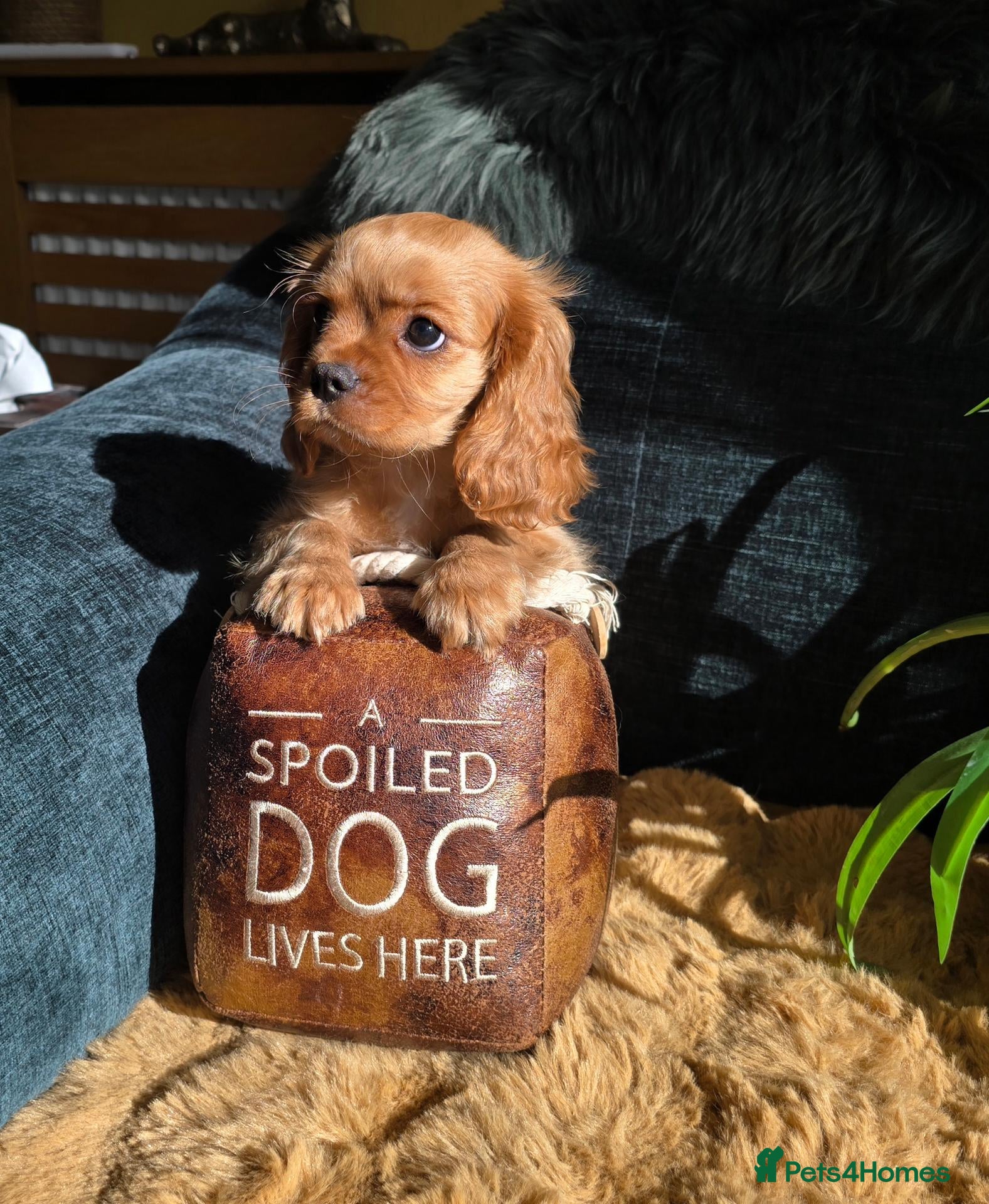 Cavalier King Charles Spaniel dogs Beautiful  Cavalier  puppies  - Advert 1