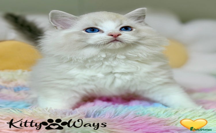 Ragdoll cats 🐾🩷*TICA REG* LYNX TABBY EU RAGDOLL KITTENS🩵🐾 - Advert 9