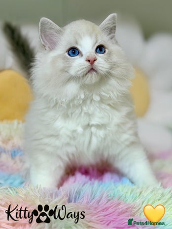 Ragdoll cats 🐾🩷*TICA REG* LYNX TABBY EU RAGDOLL KITTENS🩵🐾 - Advert 1