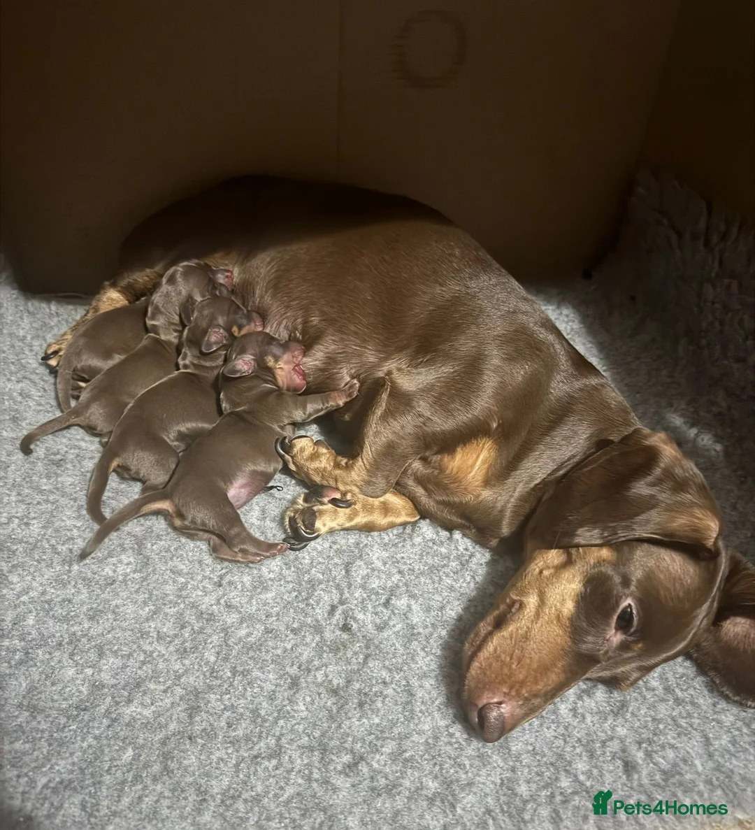 Miniature Dachshund dogs for stud: Chocolate and tan miniature dachshund for stud - Advert 2
