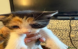 American Shorthair cats for sale: 5 beautiful kittens available  - Image 3