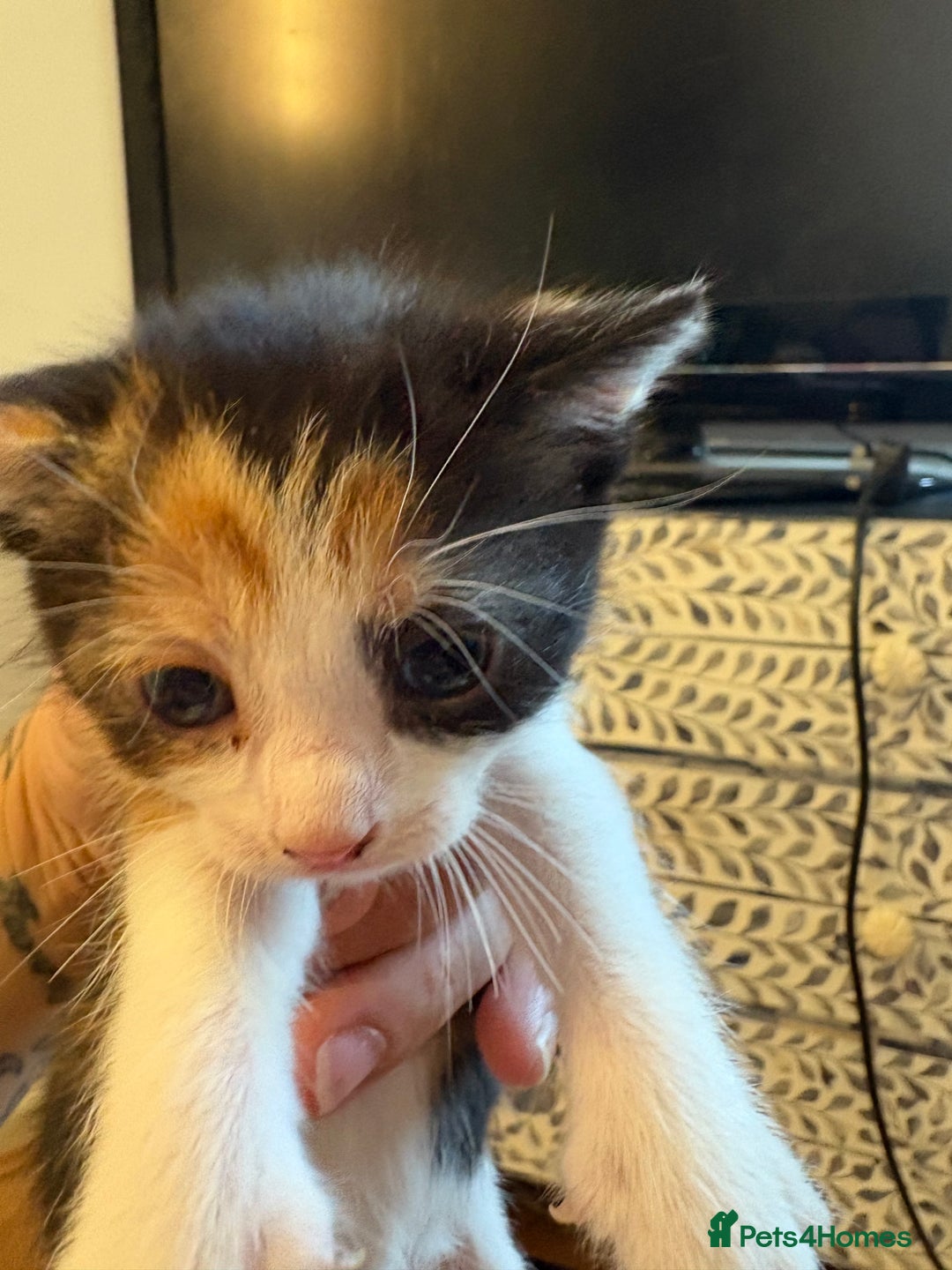 American Shorthair cats for sale: 5 beautiful kittens available  - Image 3