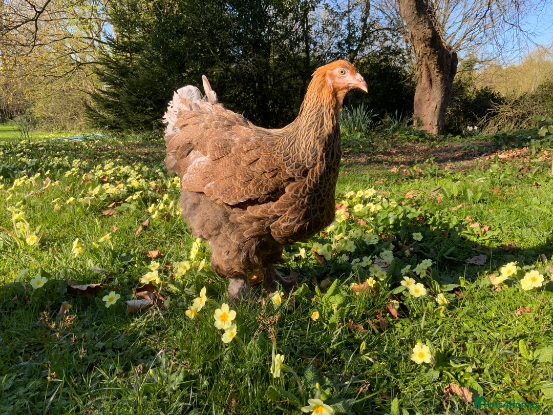 Chickens poultry for sale: Silkie, Pekin, Polish, Brahma, Faverolle Hens  - Advert 13