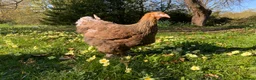 Chickens poultry for sale: Silkie, Pekin, Polish, Brahma, Faverolle Hens  - Advert 13