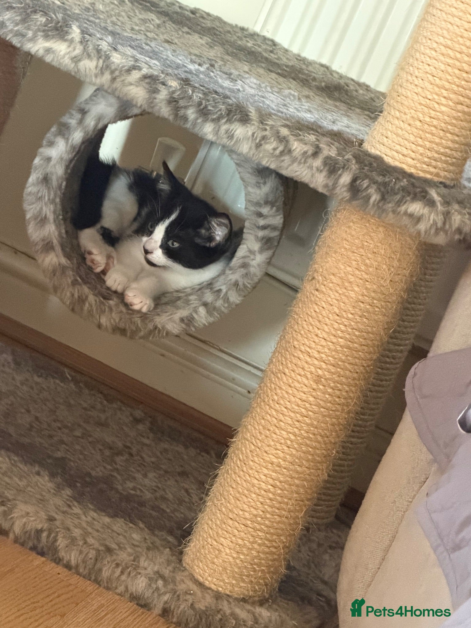 Mixed Breed cats Only one beautiful girl left!💖💕💖 ready to leave - Advert 2