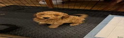 Cockapoo dogs for sale: 5 beautiful cockapoos puppies  - Advert 15