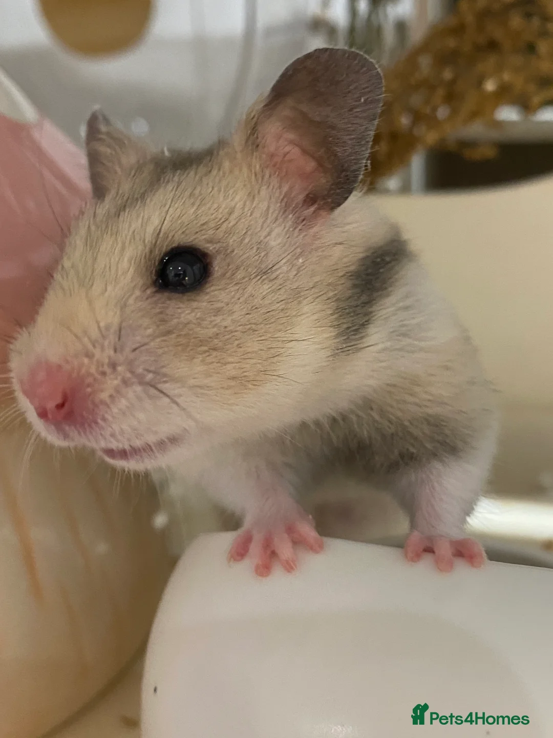 Hamster rodents for sale: Lovely hamster looking for new home 🩷 in Lewes - Advert 5