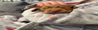 Cocker Spaniel Puppy 3