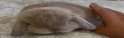 Mini Lop rabbits for sale: Gorgeous Mini Lop Babies looking for loving homes. - Advert 3