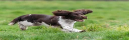 English Springer Spaniel dogs for stud: Fully health tested heavily marked stud - Advert 6