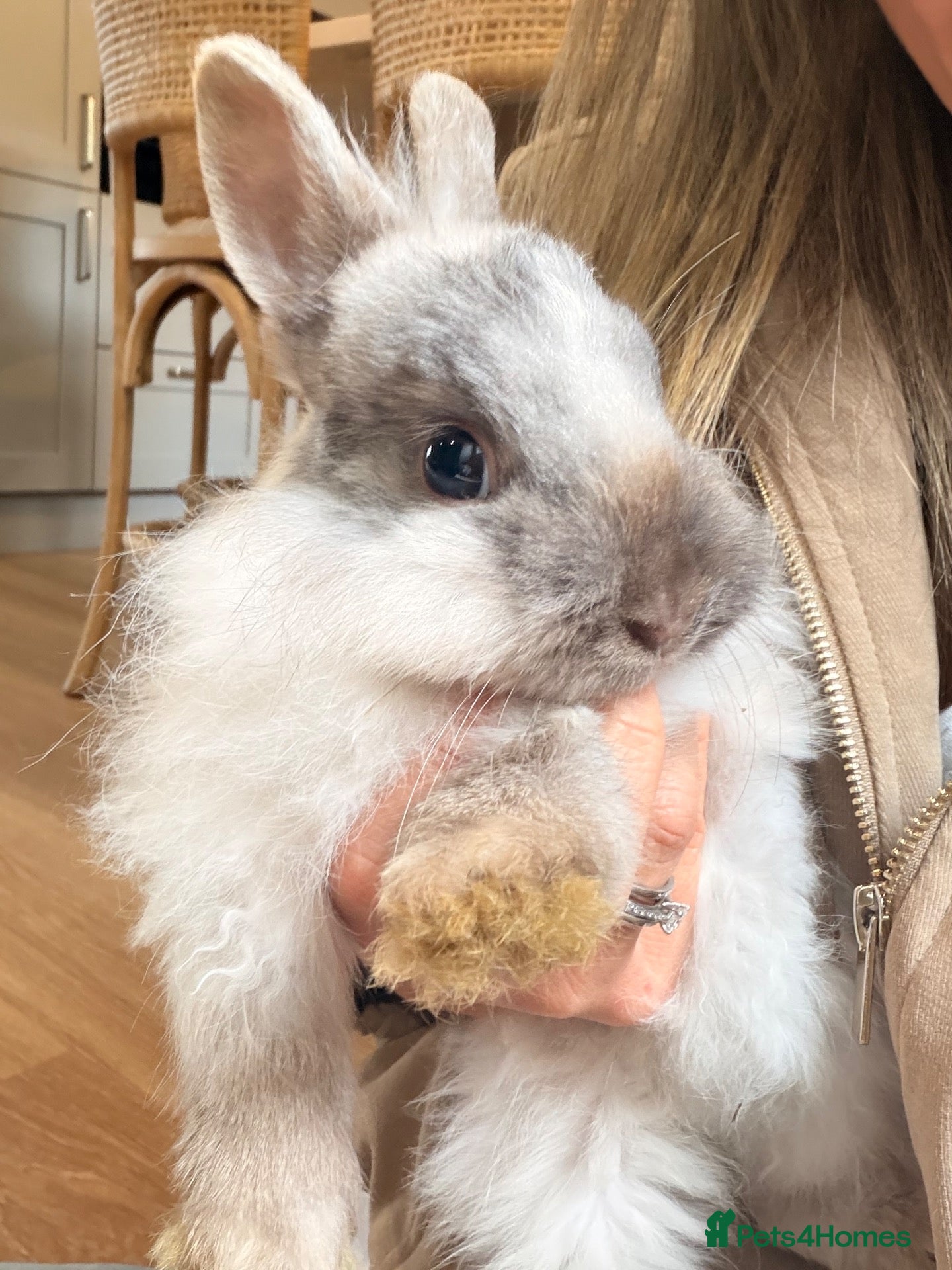 Netherland Dwarf rabbits for sale: Rabbits looking for new homes - Advert 4