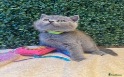 British Shorthair cats for sale: 💕British Shorthair Blue Kittens💕 - Image 12