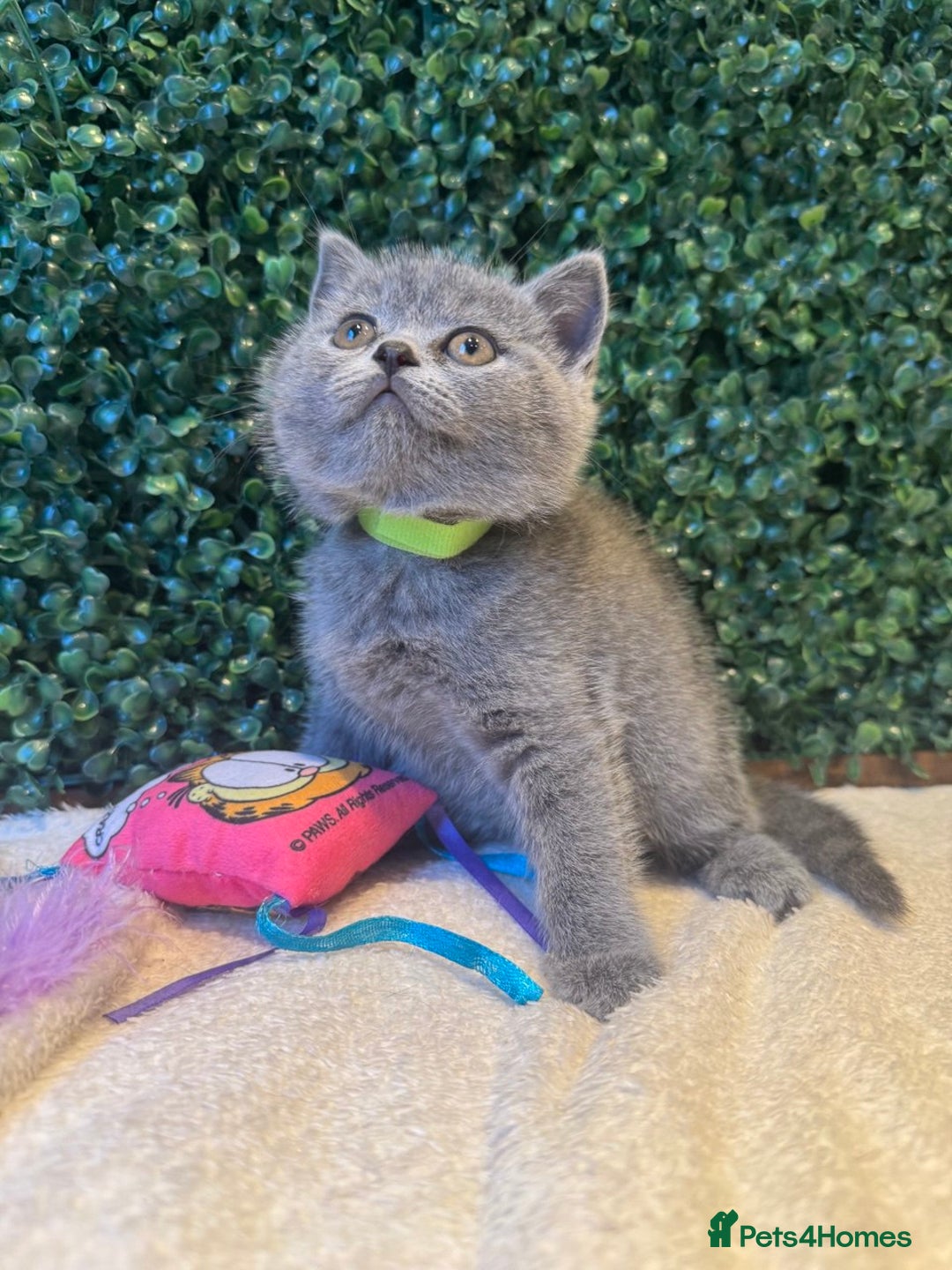 British Shorthair cats for sale: 💕British Shorthair Blue Kittens💕 - Image 12