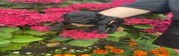 Yorkiepoo dogs for sale: F1BB toy yorkipoos  in Bishop Auckland - Advert 7