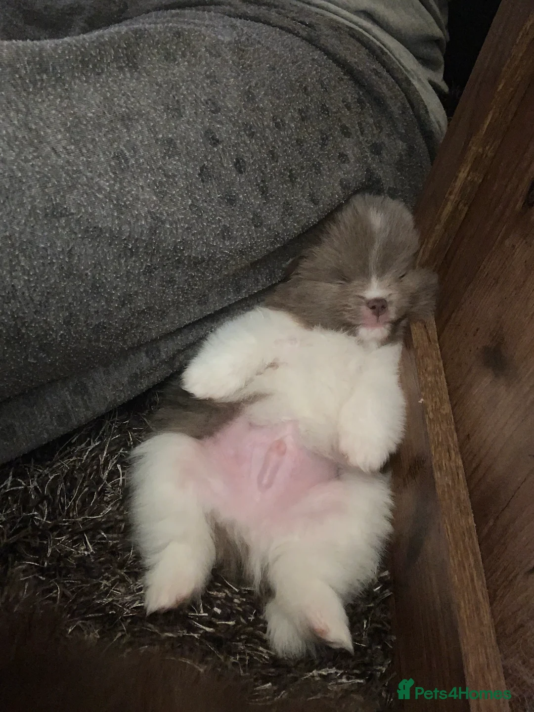 Pomeranian dogs for stud: Tiny Lilac Parti Carrying Tan points in Dartford - Advert 4