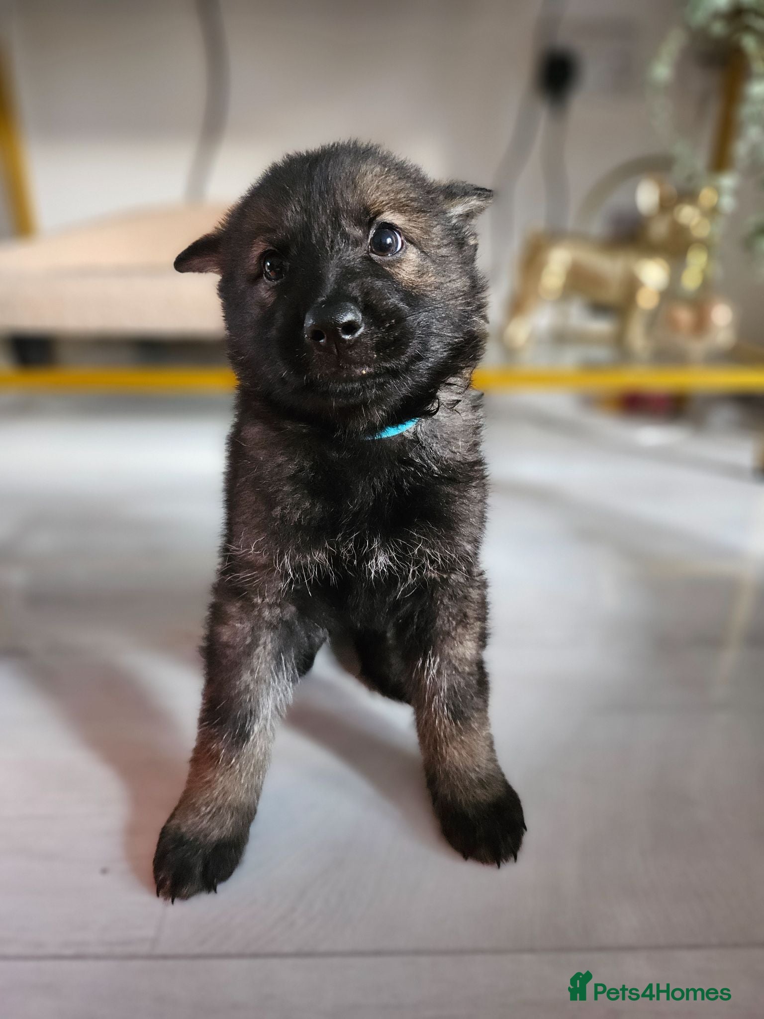 German Shepherd dogs Outstanding Pedigree German Shepherd Puppies - Advert 2