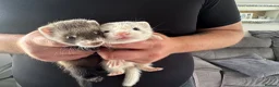 Ferret rodents for sale: Beautiful young kits with all equipment!!! in Huntingdon - Advert 3