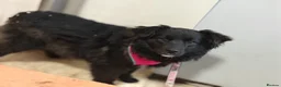 Mixed Breed dogs for adoption: ❤️🐶 YUKI & FIFI – TWO HEARTS, ONE LITTLE TEAM in Burton-on-Trent - Advert 19