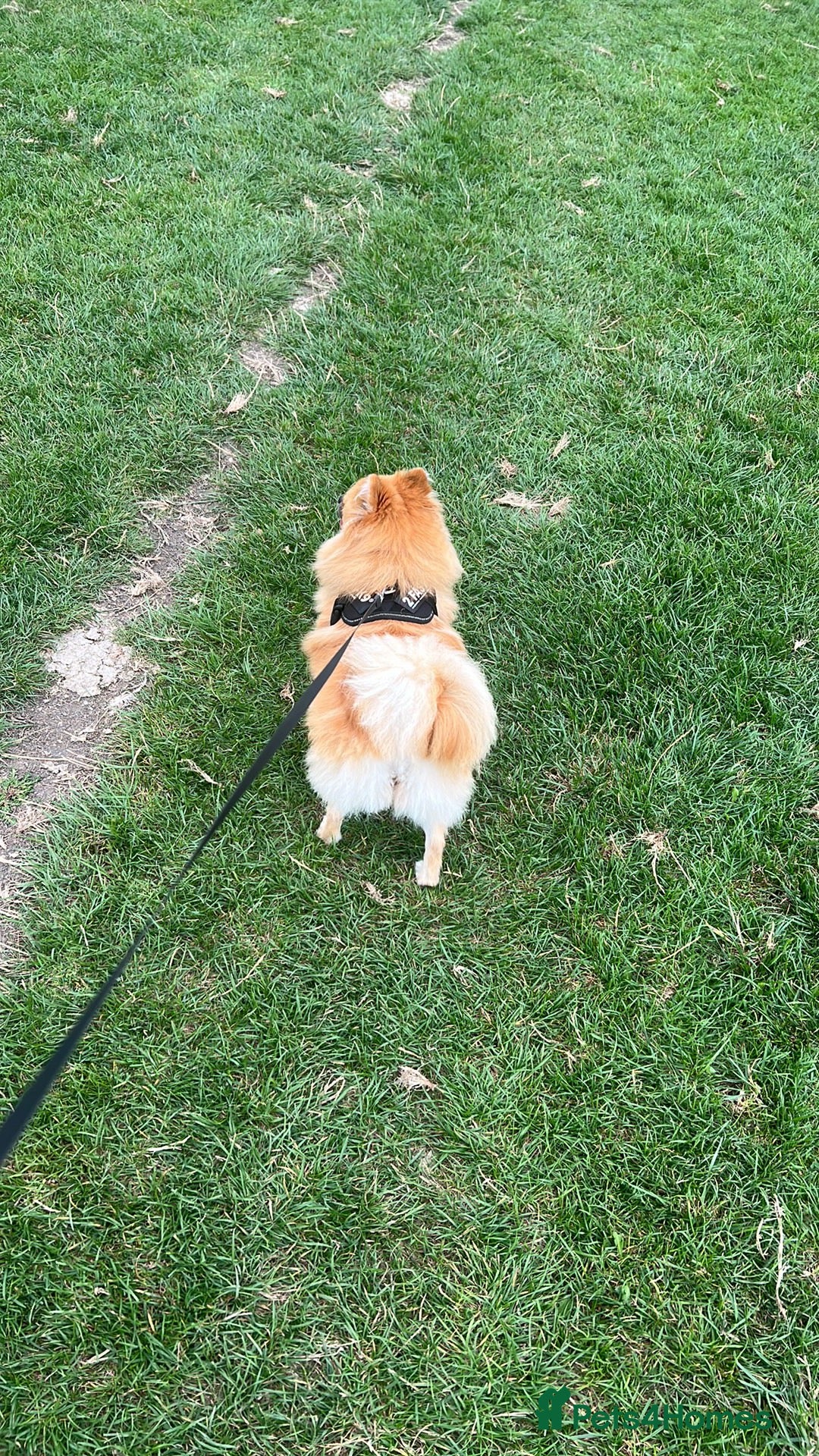 Pomeranian dogs for sale: 5 year old female Pomeranian - Image 5