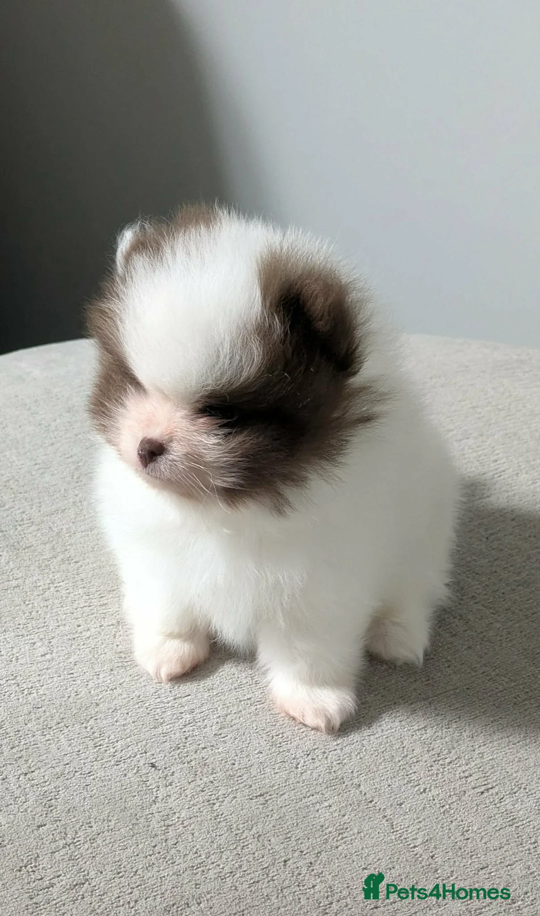 Pomeranian dogs for sale: Exceptional Parti Pomeranian in Plymouth - Advert 1