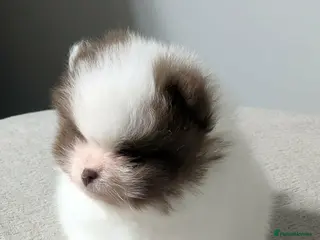 Pomeranian dogs Exceptional Parti Pomeranian in Plymouth - Advert 4