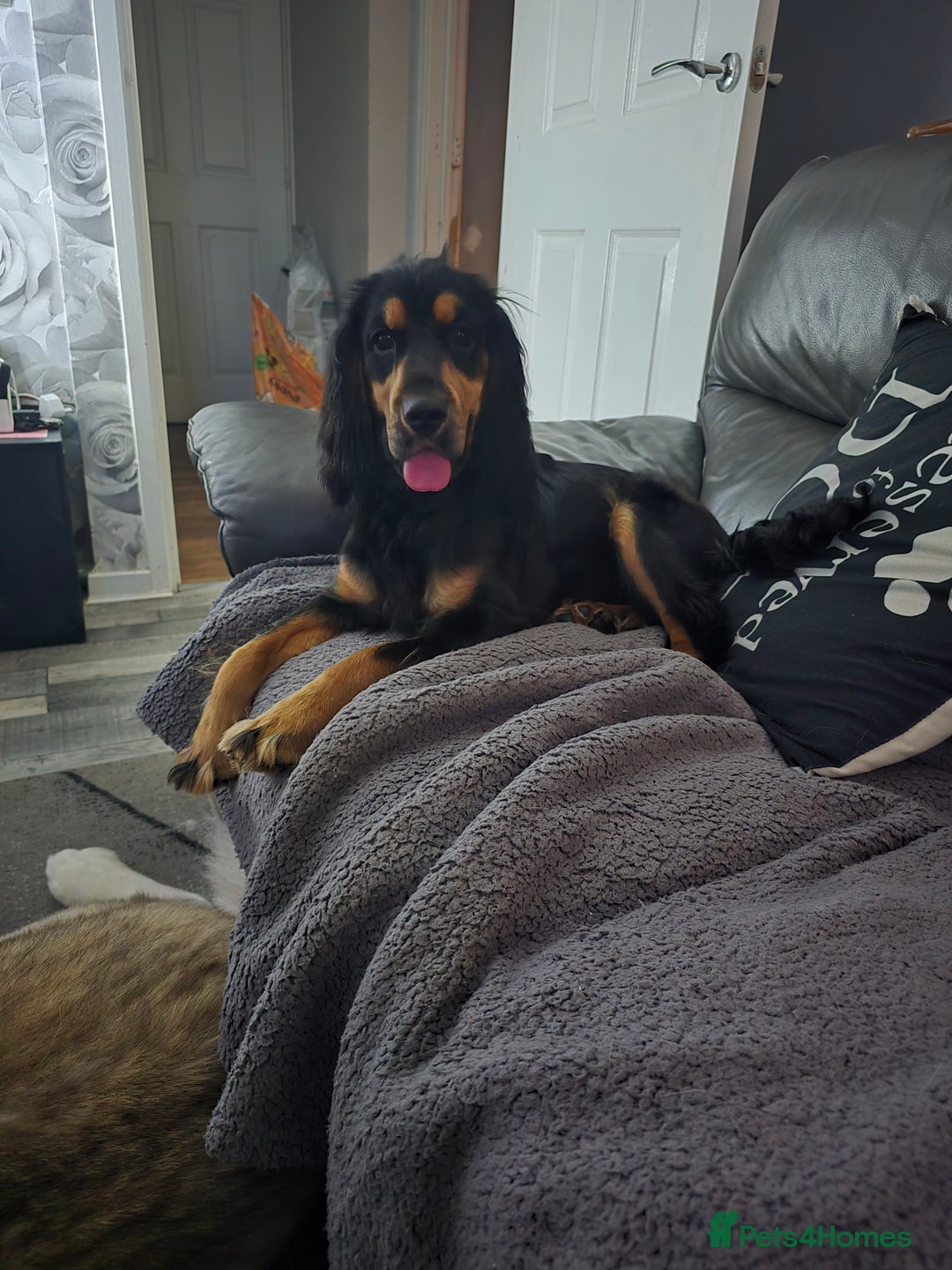 Cocker Spaniel dogs for sale: 6 mth old black & tan Cocker spaniel girl - Image 4