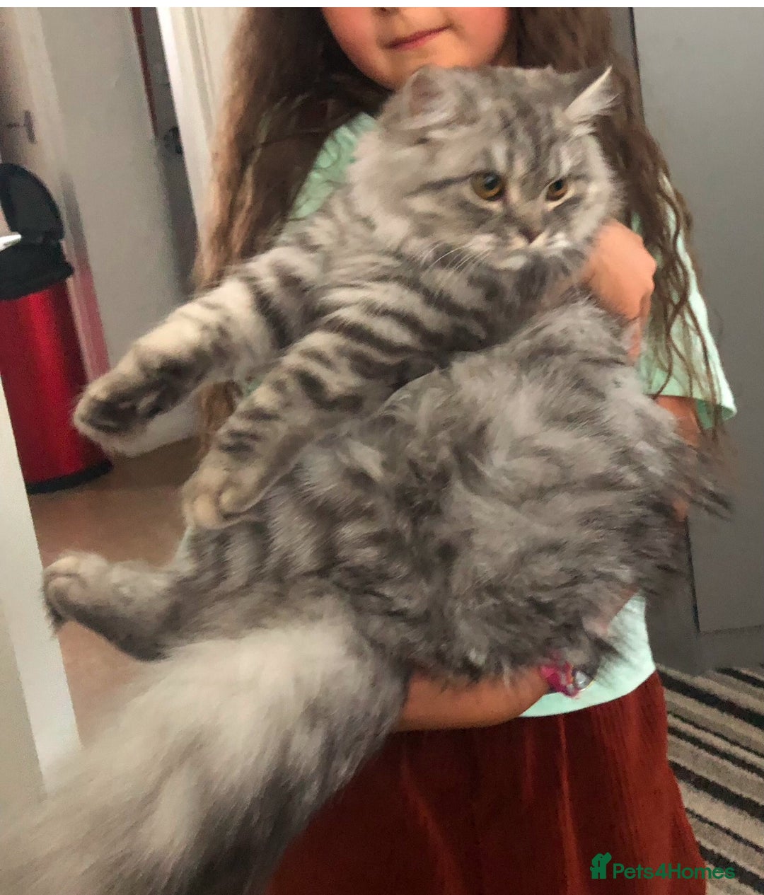 British Shorthair cats for sale: Ready to go amazing kitties  - Advert 17