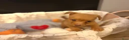 Jackapoo dogs for sale: Stunning litter of jackapoos 4 girls 4 boys in Abergele - Advert 6